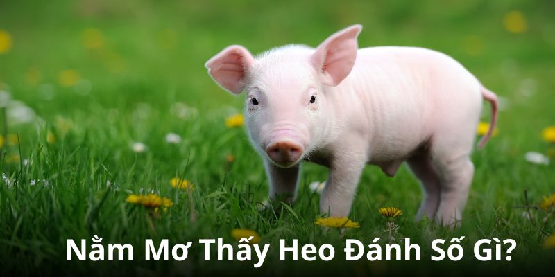 nằm mơ thấy heo đánh số gì