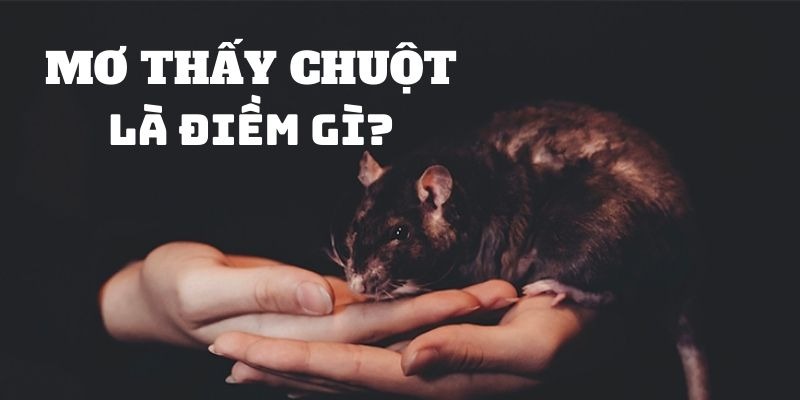 Chia sẻ điềm báo liên quan nằm mơ thấy chuột đánh số gì